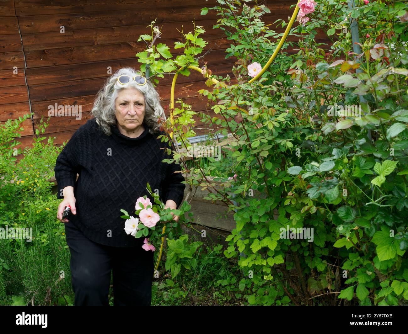 Femme âgée heureuse jardinant paisiblement dans sa cour par une journée ensoleillée, entourée de roses roses qu'elle vient de couper, capturant un style de vie senior épanouissant Banque D'Images
