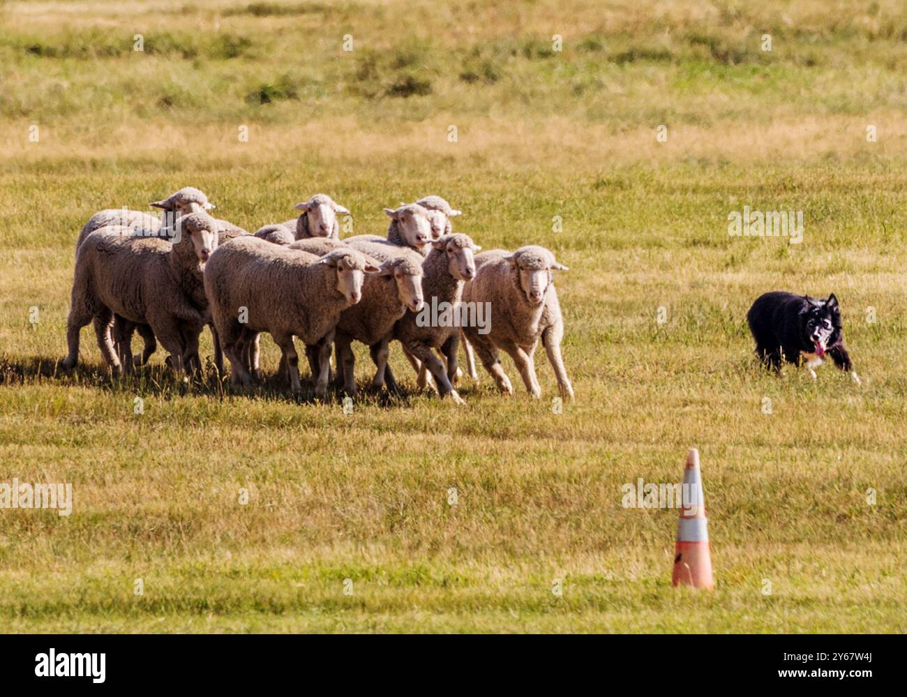 Border Collie élevant des moutons aux essais du Meeker Classic Sheepdog Championship ; Meeker ; Colorado ; États-Unis Banque D'Images