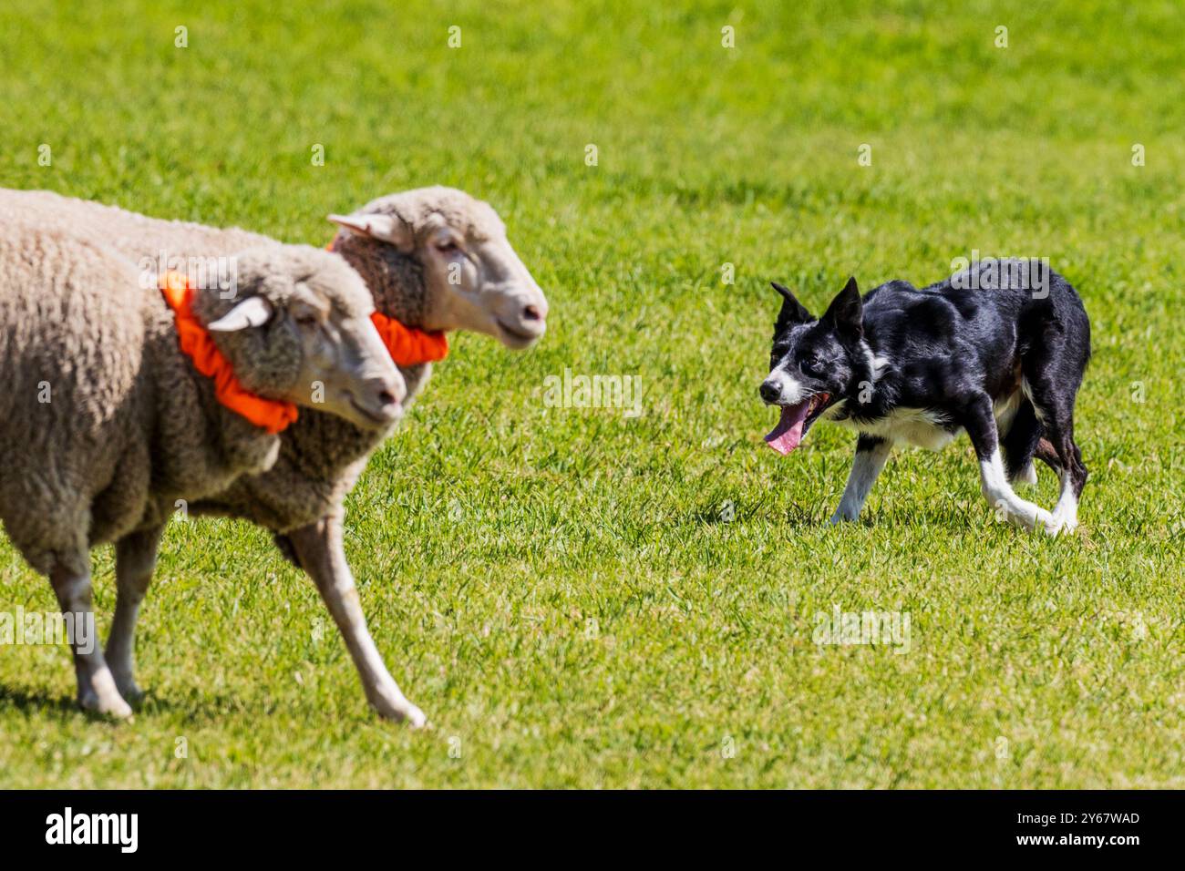 Border Collie élevant des moutons aux essais du Meeker Classic Sheepdog Championship ; Meeker ; Colorado ; États-Unis Banque D'Images