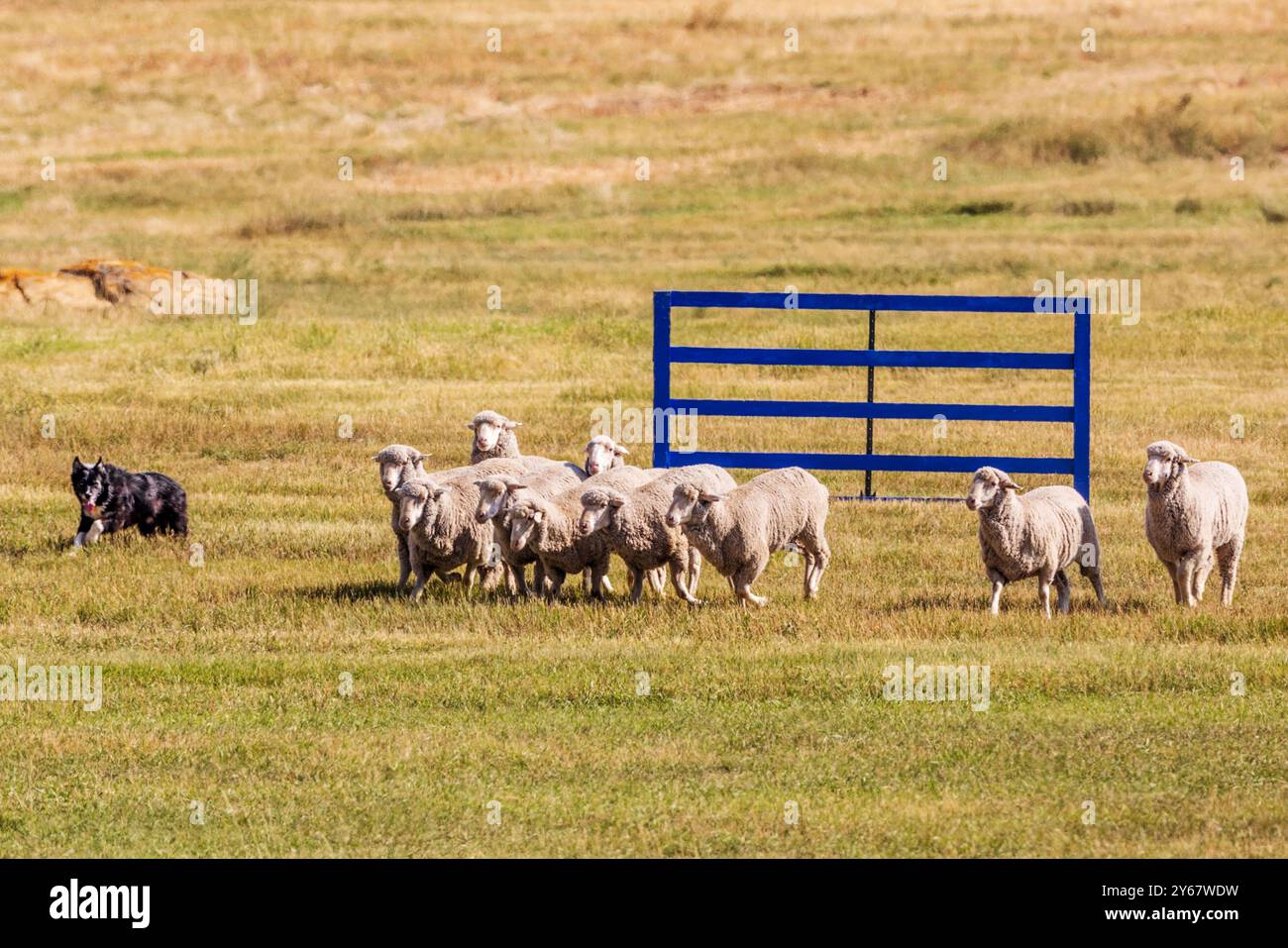 Border Collie élevant des moutons aux essais du Meeker Classic Sheepdog Championship ; Meeker ; Colorado ; États-Unis Banque D'Images