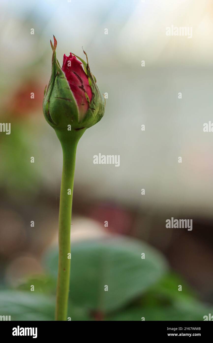 Bouton rose rose dans le jardin. Mise au point sélective sur la fleur rose avec espace pour le texte. Banque D'Images