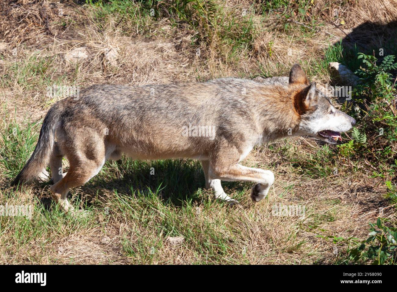 Loup gris européen ou loup eurasien (Canis lupus lupus) chassant des proies de traçage, repoussant des loups en Europe Banque D'Images