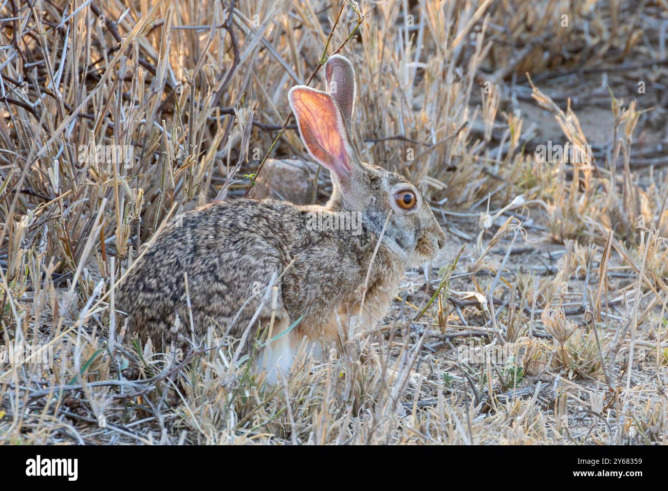 Lièvre de rub (Lepus saxatilis) dans la savane des prairies au coucher du soleil Kruger National Park, Limpopo, Afrique du Sud Banque D'Images