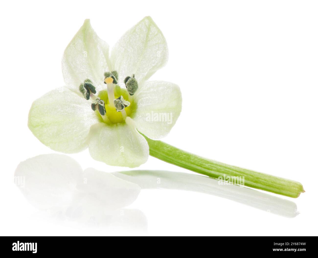Fleur de poivron rouge chaud Habanero isolée sur fond blanc. masque Banque D'Images
