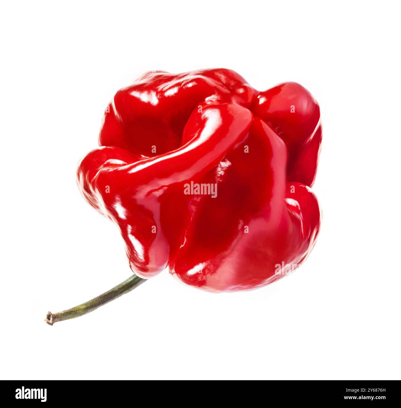 Scotch bonnet (également connu sous le nom de poivrons Bonney, ou poivrons rouges des Caraïbes) est une variété de piments piments ayant un indice de chaleur de 100 000 à 350 000 Scoville Uni Banque D'Images