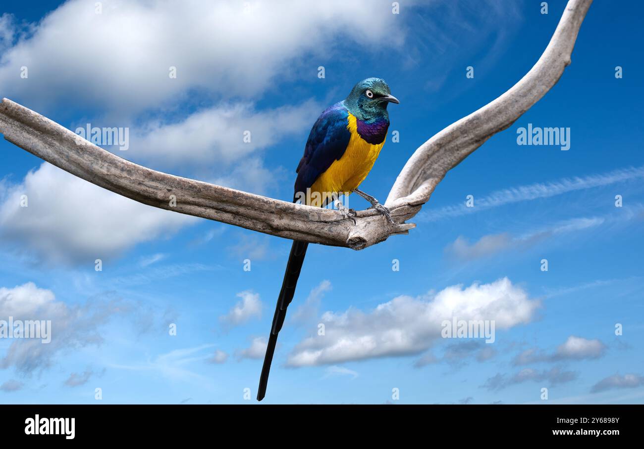 Starling doré, Cosmopsarus regius, Starling brillant. Vivant en Somalie, en Éthiopie, dans l'est du Kenya, dans le nord-est de la Tanzanie. Banque D'Images