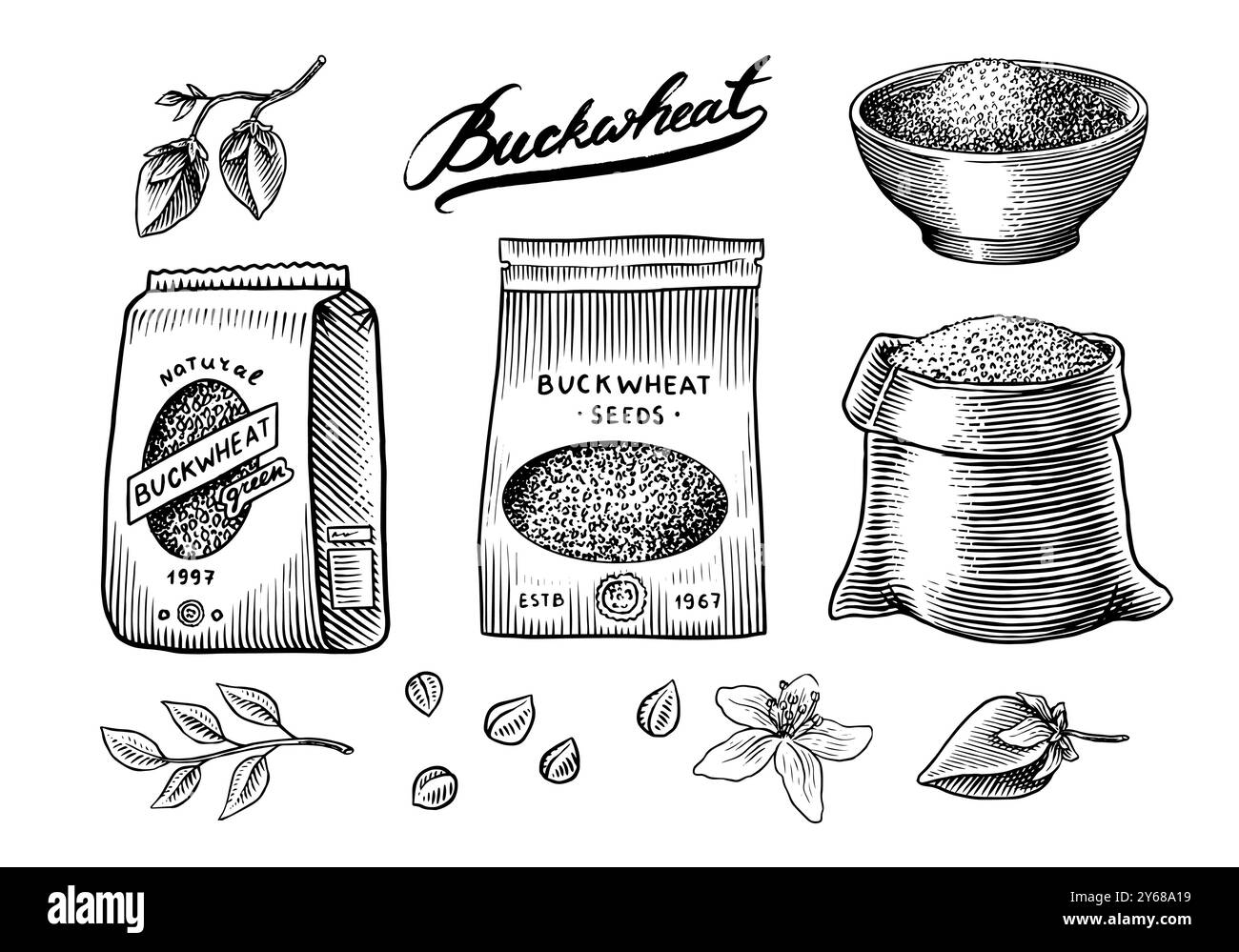 Collecte de sarrasin. Gruaux de sarrasin gravés et dessinés à la main. Illustration vectorielle de jeu d'icône de contour de récoltes de céréales d'herbe. Encre et clipart Illustration de Vecteur