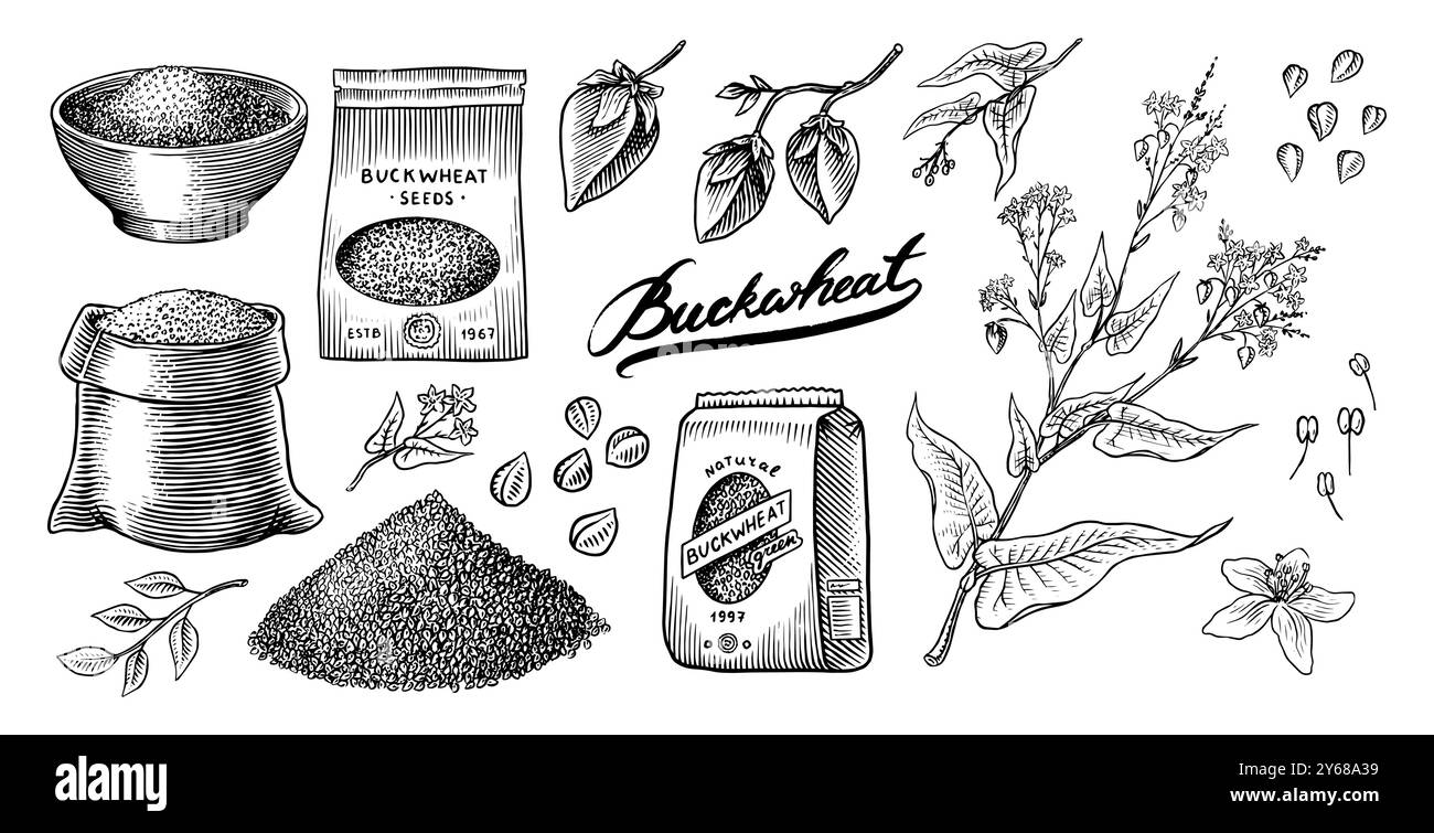 Collecte de sarrasin. Gruaux de sarrasin gravés et dessinés à la main. Illustration vectorielle de jeu d'icône de contour de récoltes de céréales d'herbe. Encre et clipart Illustration de Vecteur