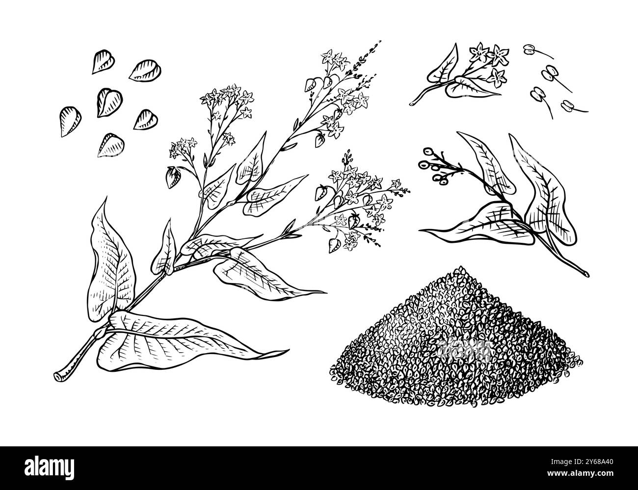 Collecte de sarrasin. Gruaux de sarrasin gravés et dessinés à la main. Illustration vectorielle de jeu d'icône de contour de récoltes de céréales d'herbe. Encre et clipart Illustration de Vecteur