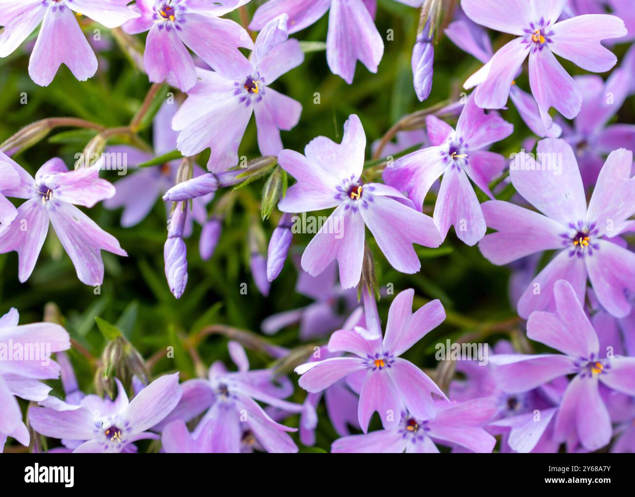 Un gros plan de nombreuses fleurs de phlox de mousse dans un jardin ensoleillé. Banque D'Images