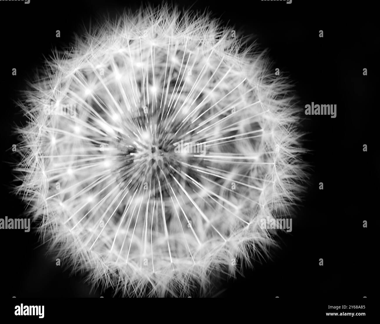 Un montage artistique d'une boule de graines de pissenlit en noir et blanc avec l'accent sur le centre des graines de pissenlit. Banque D'Images