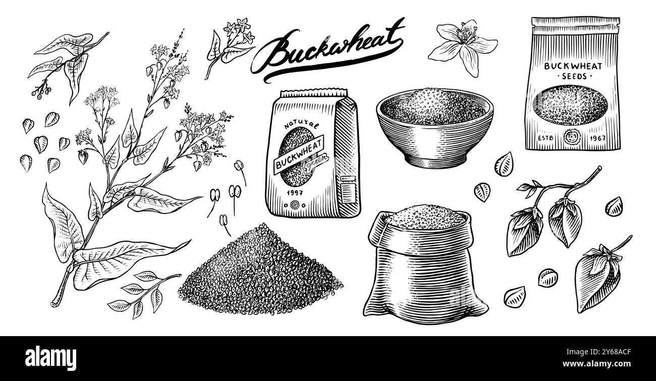 Collecte de sarrasin. Gruaux de sarrasin gravés et dessinés à la main. Illustration vectorielle de jeu d'icône de contour de récoltes de céréales d'herbe. Encre et clipart Illustration de Vecteur