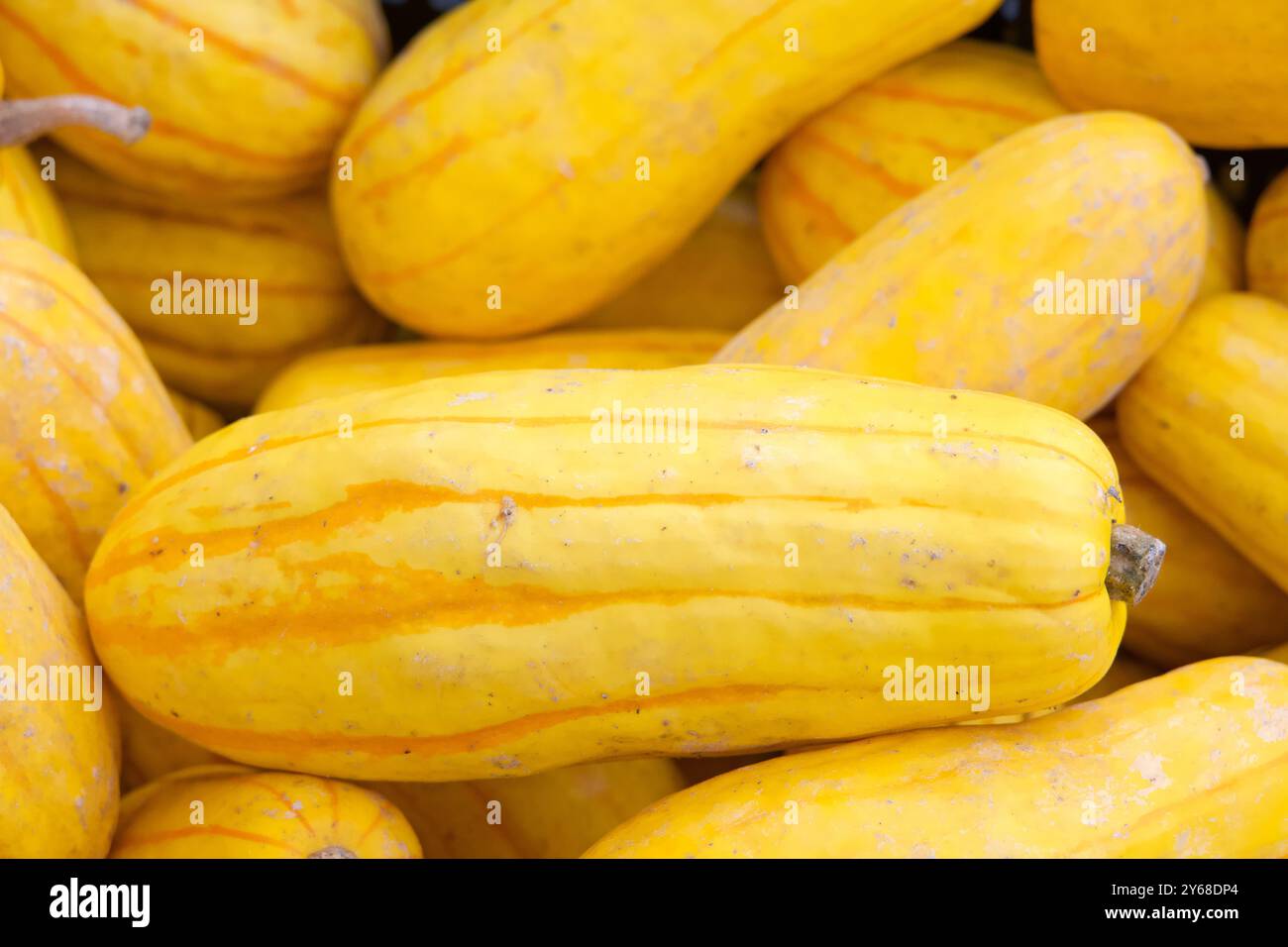 Gros plan sur pile of Organic Hard Delicata Squash au Farmer's Market. Il a typiquement une croûte délicate. Elle est également connue sous le nom de courge aux arachides, BOH Banque D'Images