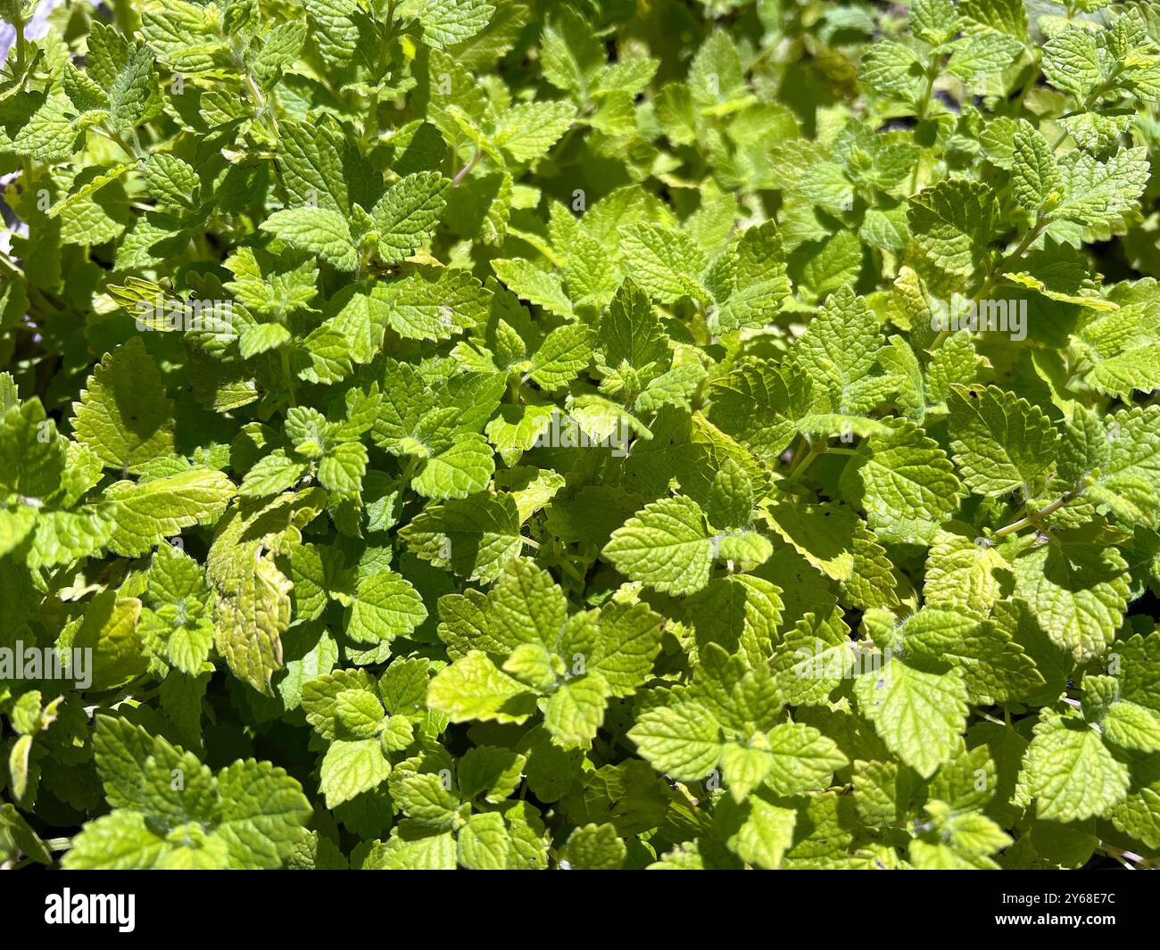 Zitronenmelisse Melissa officinalis, ist eine wichtige Heilpflanze und eine Duftpflanze mit weissen Blueten. Sie ist eine schoene Staude und wird auch Banque D'Images