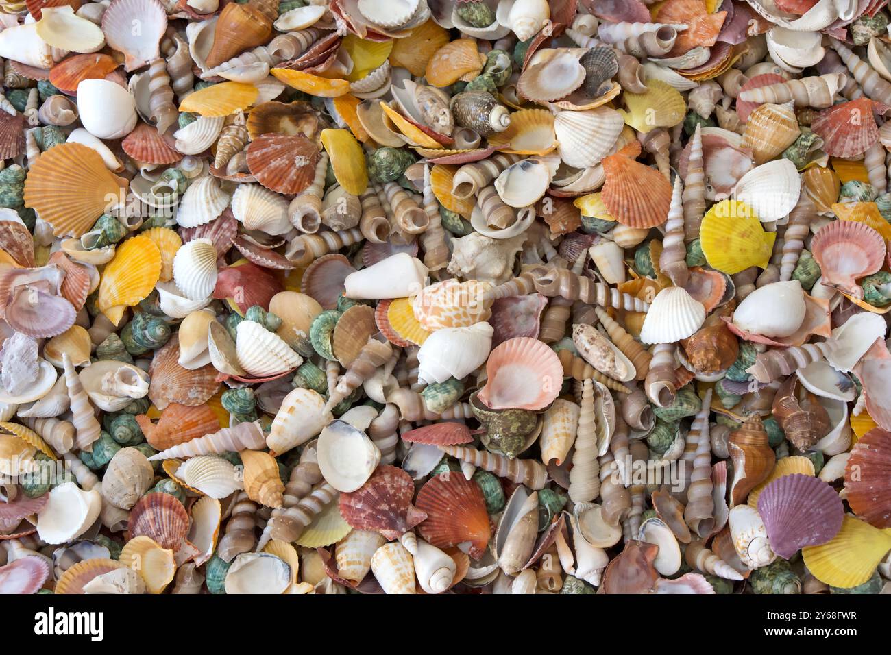 Vue de dessus gros plan de nombreux coquillages colorés de diverses variétés. Banque D'Images