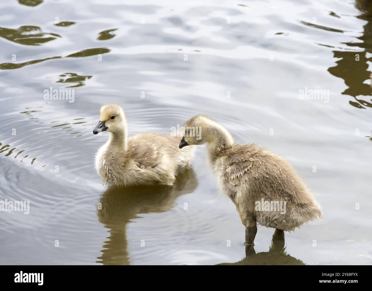 Oisons du Canada en eau peu profonde dans un étang de parc municipal local. Banque D'Images