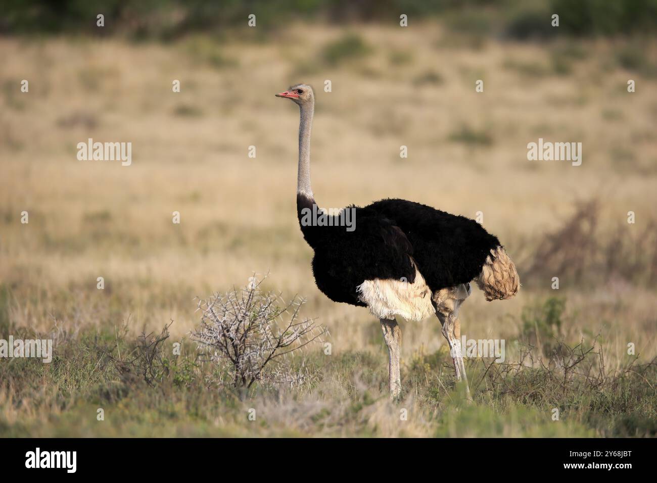 Autruche sud-africaine (Struthio camelus australis), autruche commune, adulte, mâle, fourragère, Mountain Zebra National Park, Eastern Cape, Afrique du Sud, A Banque D'Images