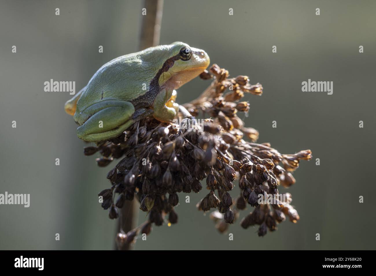 Grenouille arboricole (Hyla arborea), Basse-Saxe, Allemagne, Europe Banque D'Images