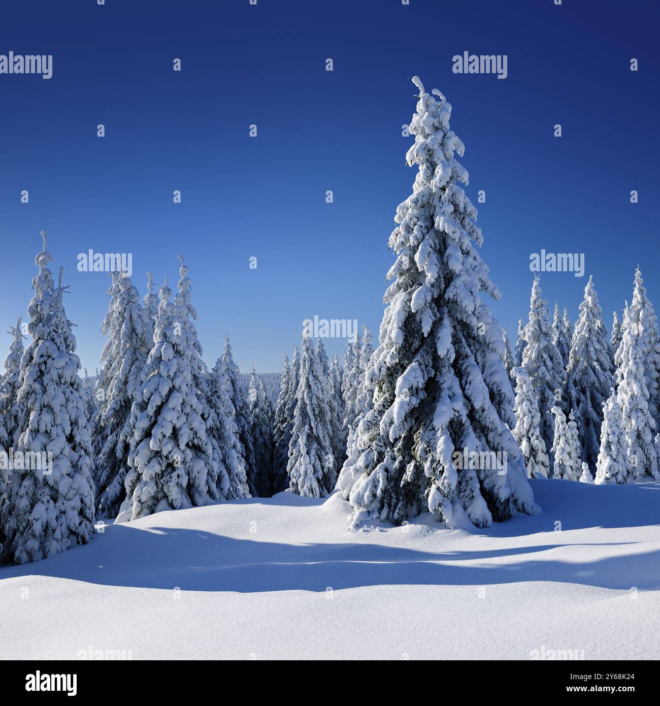 Paysage hivernal enneigé, épinettes enneigées et cristaux de neige étincelants, Parc National du Harz, Saxe-Anhalt, Allemagne, Europe Banque D'Images