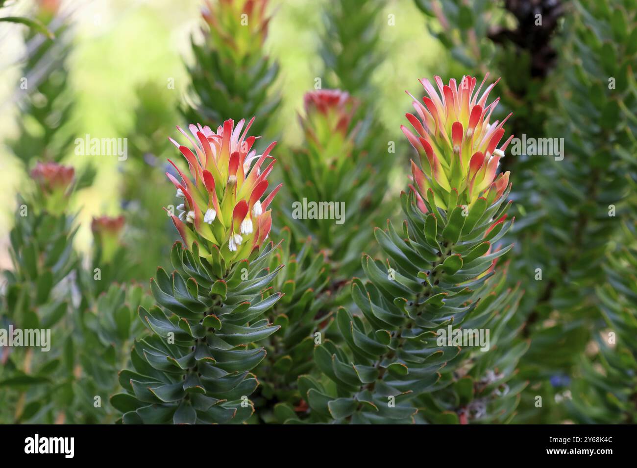 Protea Mimetes cucullatus (Mimetes cucullatus), fleur, floraison, plante argentée, jardins botaniques de Kirstenbosch, le Cap, Afrique du Sud, Afrique Banque D'Images