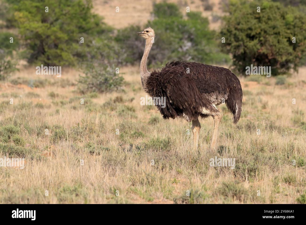 Autruche sud-africaine (Struthio camelus australis), autruche commune, adulte, femelle, fourragère, Mountain Zebra National Park, Eastern Cape, Afrique du Sud Banque D'Images