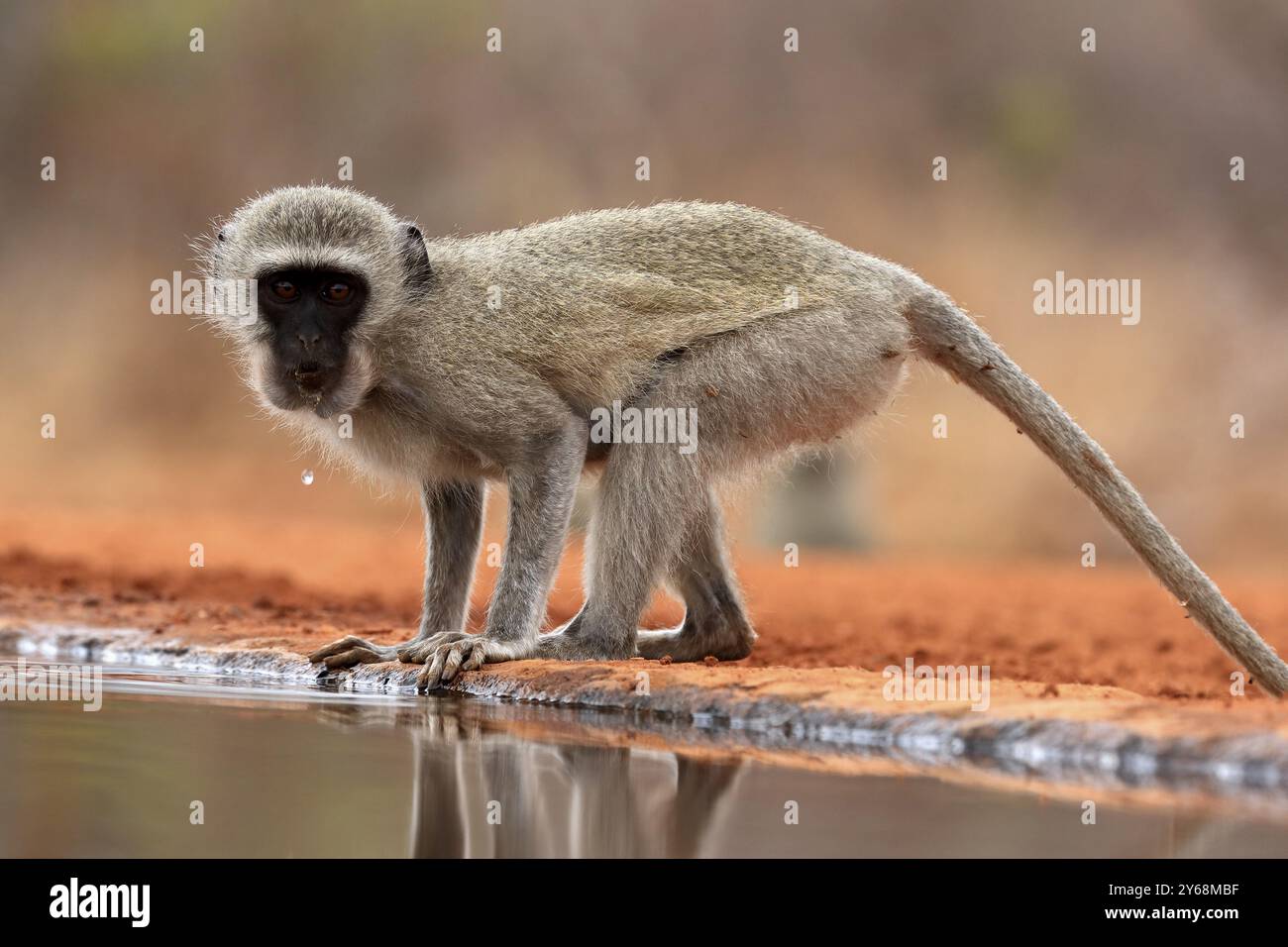 Singe vervet (Chlorocebus pygerythrus), adulte, buvant, à l'eau, parc national Kruger, parc national Kruger, parc national Kruger Afrique du Sud Banque D'Images