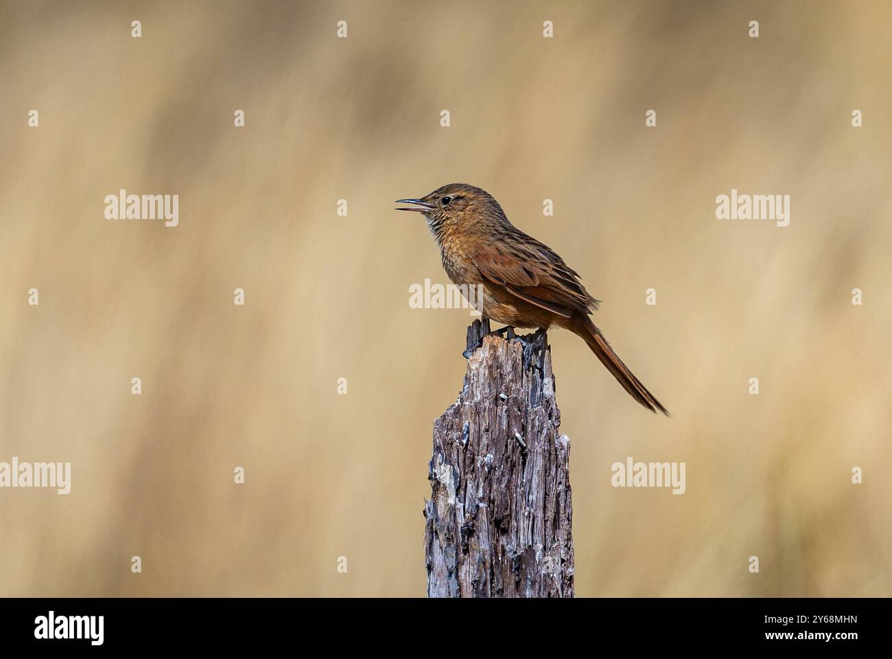 Un Canastero (Asthenes wyatti) soutenu par Streak chantant sur un poteau en bois. Pérou, Amérique du Sud. Banque D'Images