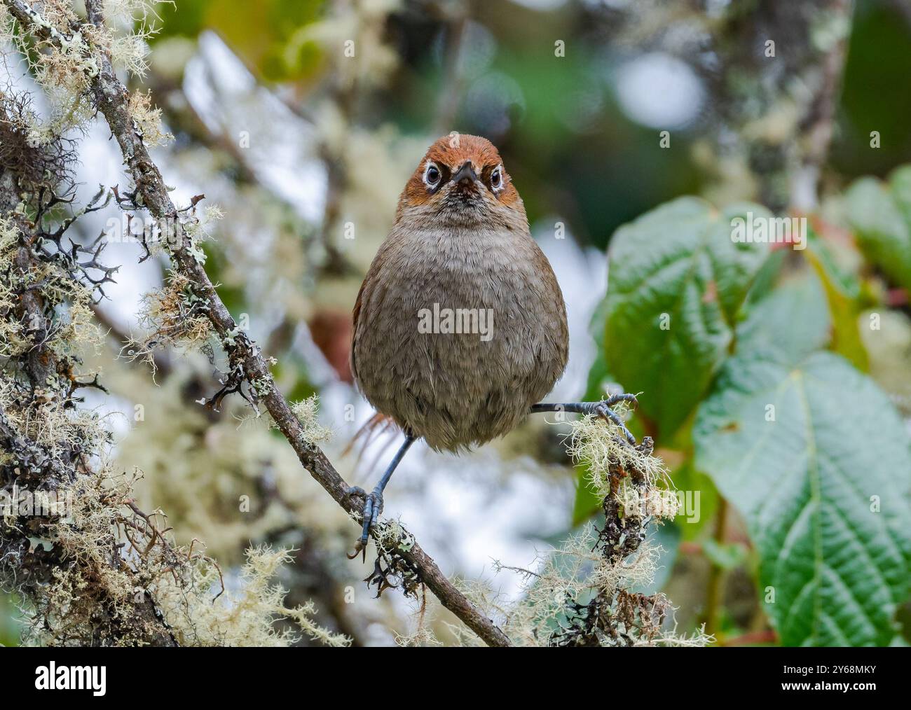 Un Thistletail à anneaux d'oeil (Asthenes palpebralis) perché avec un poteau drôle sur une branche dans la forêt. Pérou, Amérique du Sud. Banque D'Images