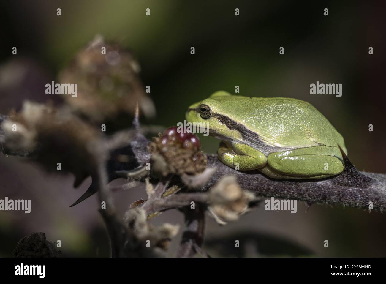 Grenouille arboricole (Hyla arborea), Basse-Saxe, Allemagne, Europe Banque D'Images