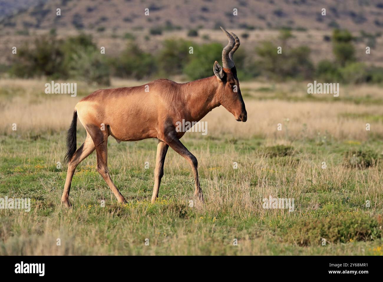 Hartebeest roux (Alcelaphus buselaphus caama), Kaama, adulte, course, fourrage, Alert, Mountain Zebra National Park, Eastern Cape, Afrique du Sud, Afrique Banque D'Images