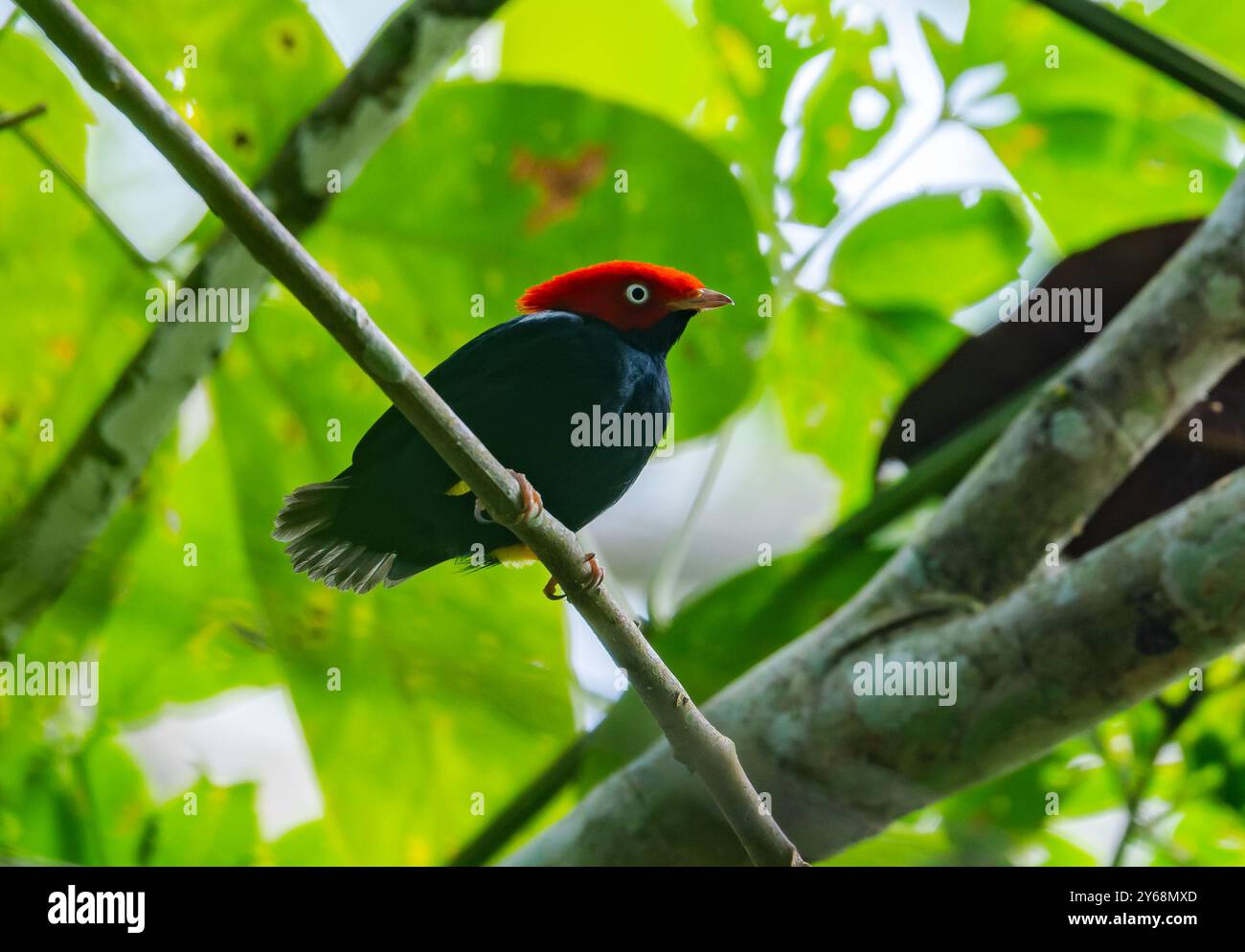 Manakin mâle à queue ronde (Ceratopipra chloromeros) perché sur une branche en forêt. Pérou, Amérique du Sud. Banque D'Images