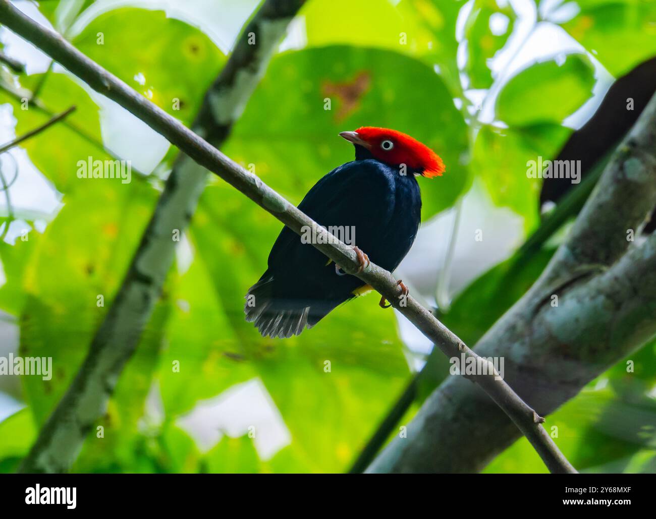 Manakin mâle à queue ronde (Ceratopipra chloromeros) perché sur une branche en forêt. Pérou, Amérique du Sud. Banque D'Images