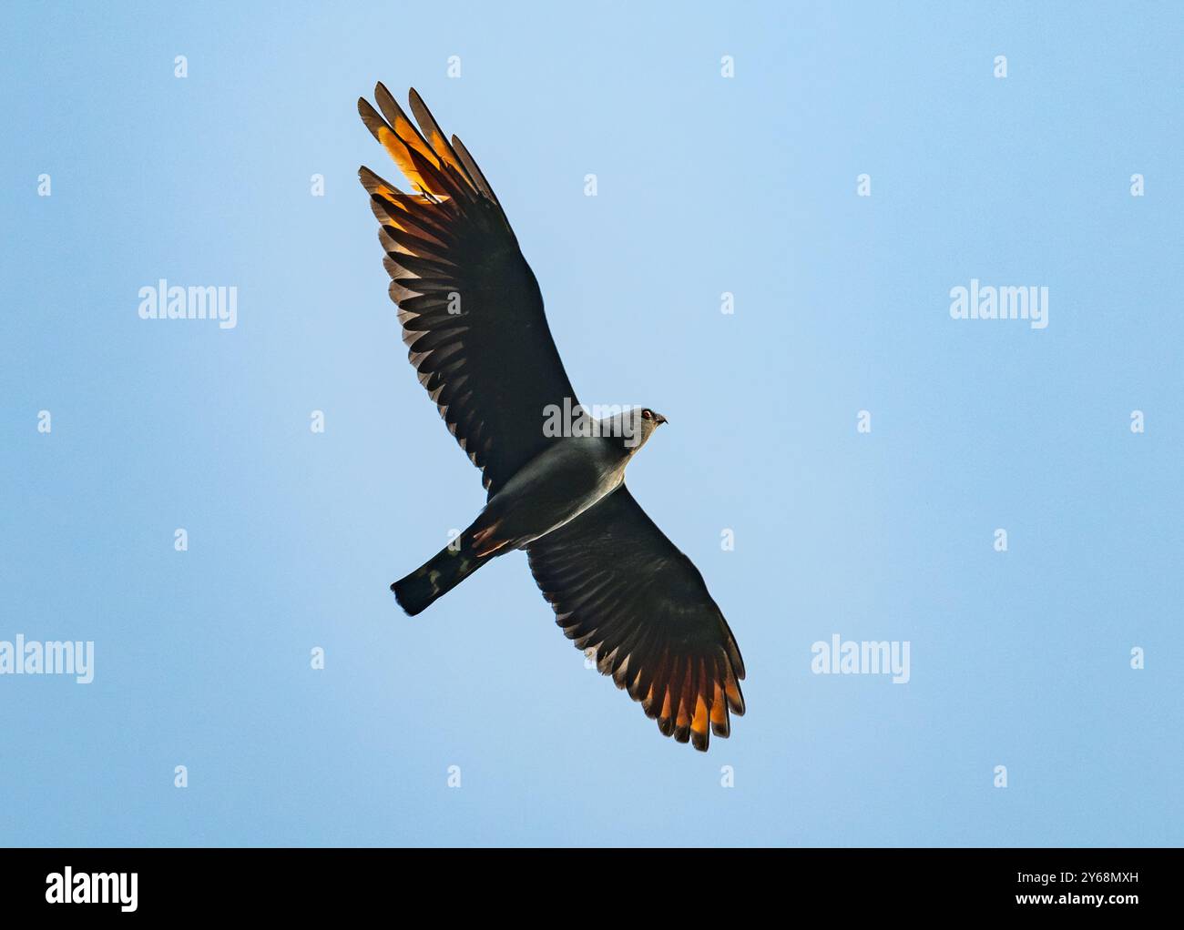 Un cerf-volant plumbeous (Ictinia plumbea) planant dans le ciel. Pérou, Amérique du Sud. Banque D'Images