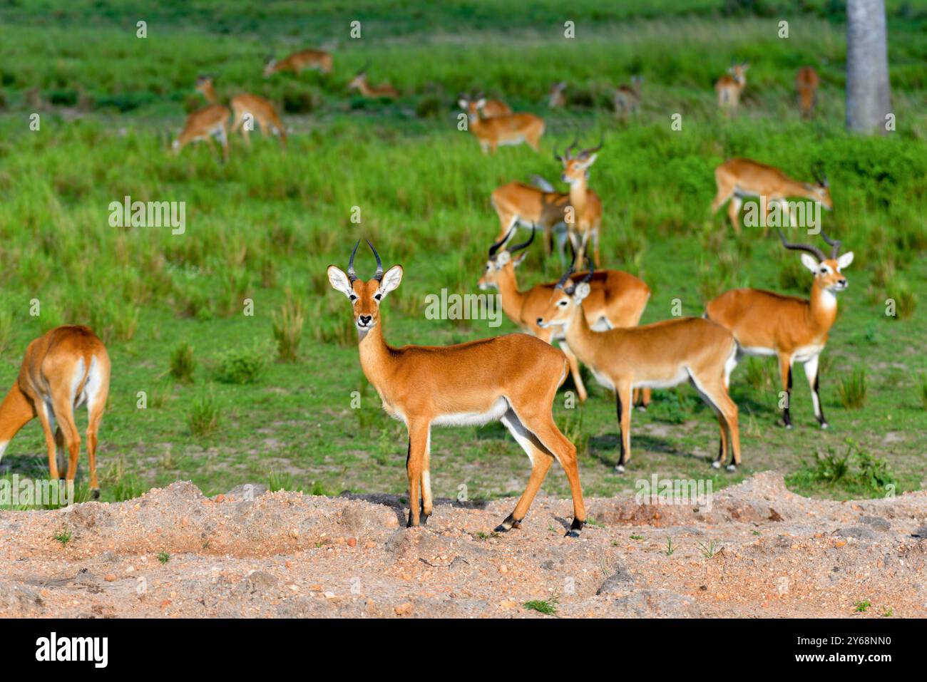 Uganda Kobs dans le parc national de Murchison Falls Banque D'Images