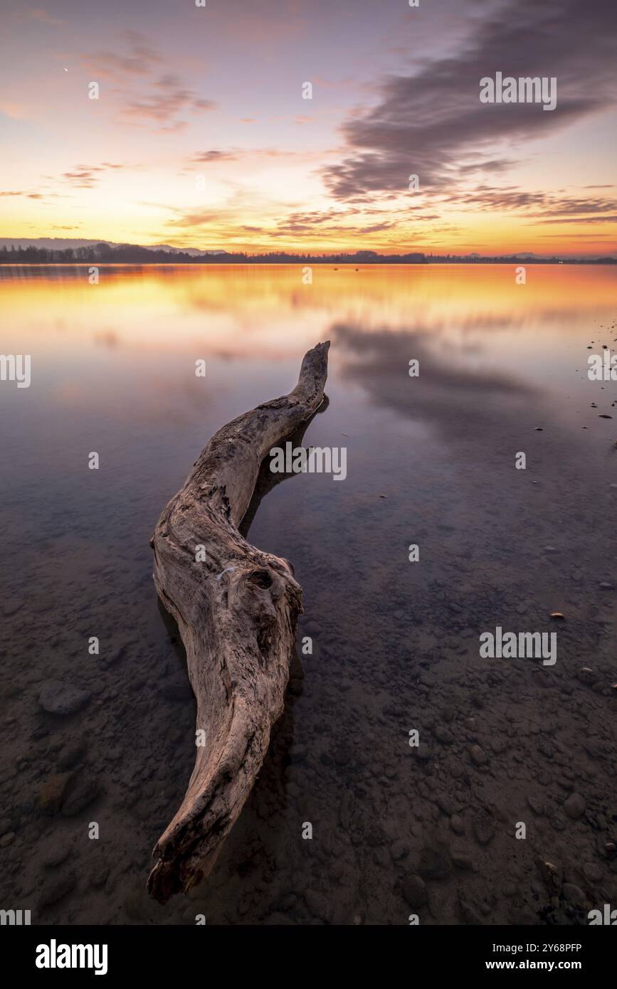 Un tronc d'arbre dans l'eau claire d'un lac au coucher du soleil, entouré d'un paysage paisible et naturel, Naturfreundehaus, Markelfingen, Untersee, lac Const Banque D'Images