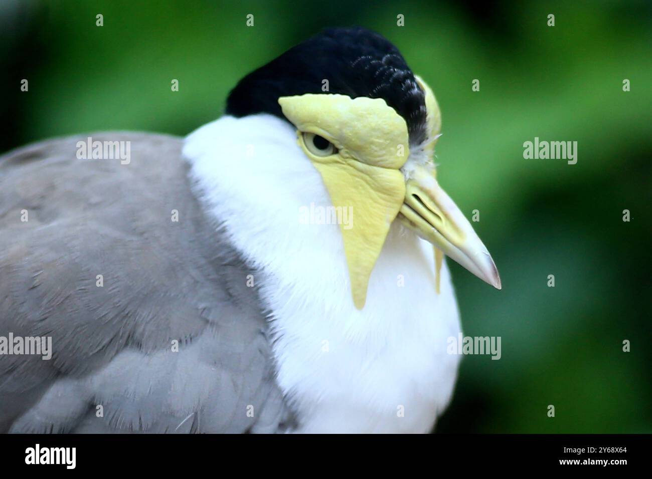 24.09.2024, xsvx, Zoo Karlsruhe Tiere, v.l. Maskenkiebitz eine Vogelart aus der Familie der Regenpfeifer. Soldatenkiebitz Vanellus Miles Vogel Karlsruhe *** 24 09 2024, xsvx, Zoo de Karlsruhe animaux, v l espèce d'oiseau masqué de la famille des pluviers Soldier Lapwing Vanellus Miles Vogel Karlsruhe Banque D'Images