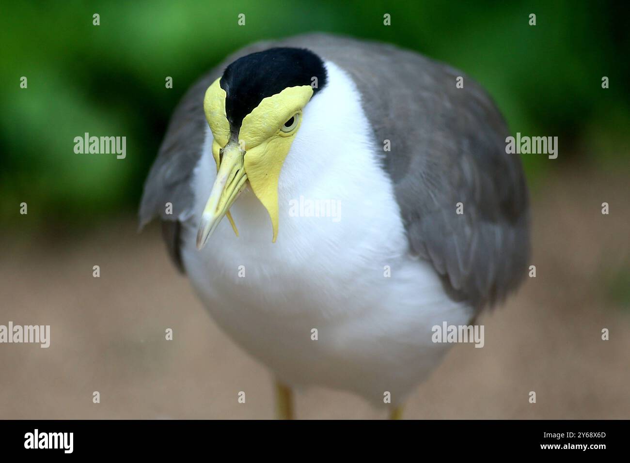 24.09.2024, xsvx, Zoo Karlsruhe Tiere, v.l. Maskenkiebitz eine Vogelart aus der Familie der Regenpfeifer. Soldatenkiebitz Vanellus Miles Vogel Karlsruhe *** 24 09 2024, xsvx, Zoo de Karlsruhe animaux, v l espèce d'oiseau masqué de la famille des pluviers Soldier Lapwing Vanellus Miles Vogel Karlsruhe Banque D'Images