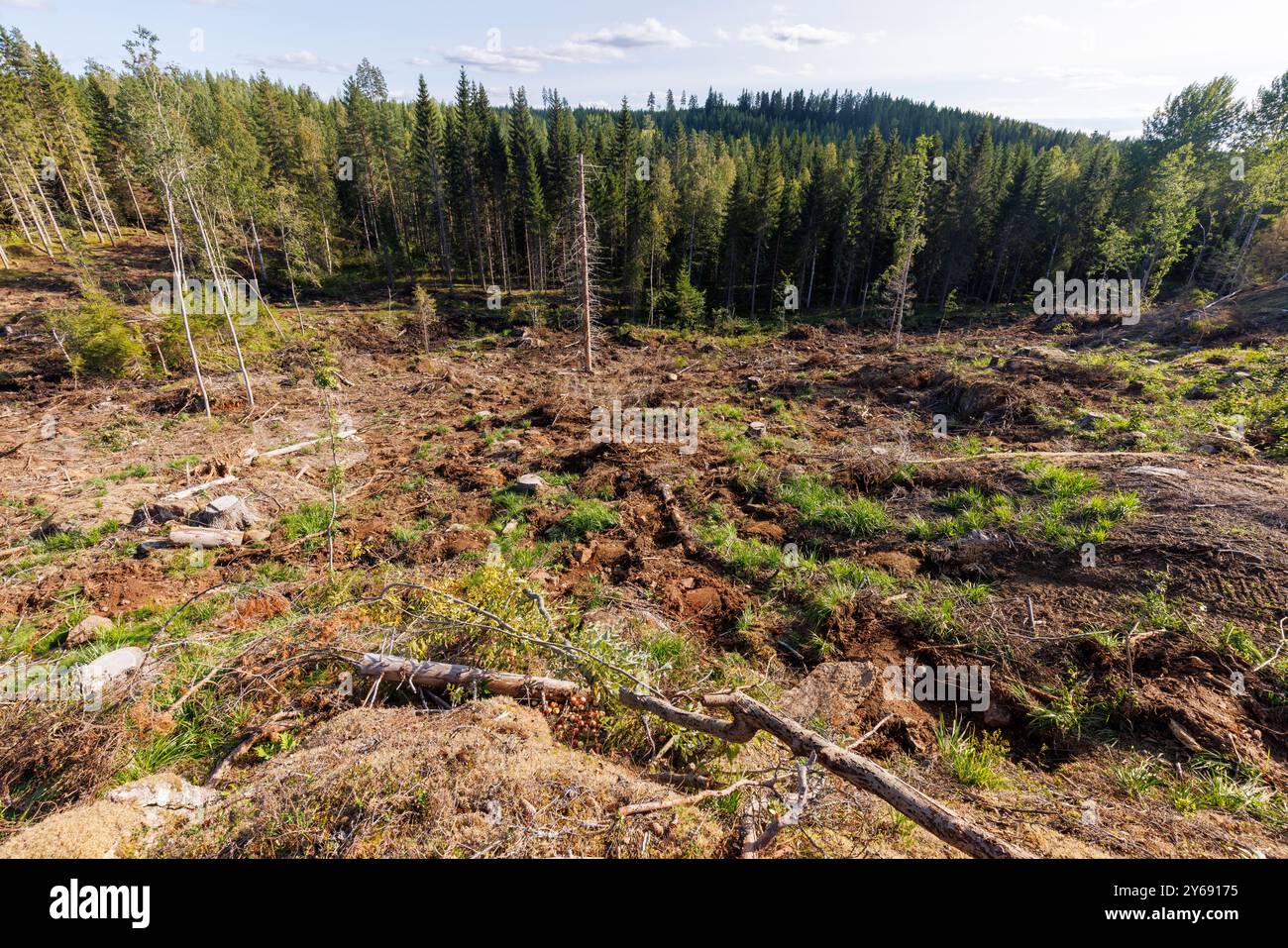 Débris de diagraphie principalement retirés de la zone de coupe dégagée après la diagraphie . Le sol est prêt pour la plantation de jeunes arbres, Finlande Banque D'Images