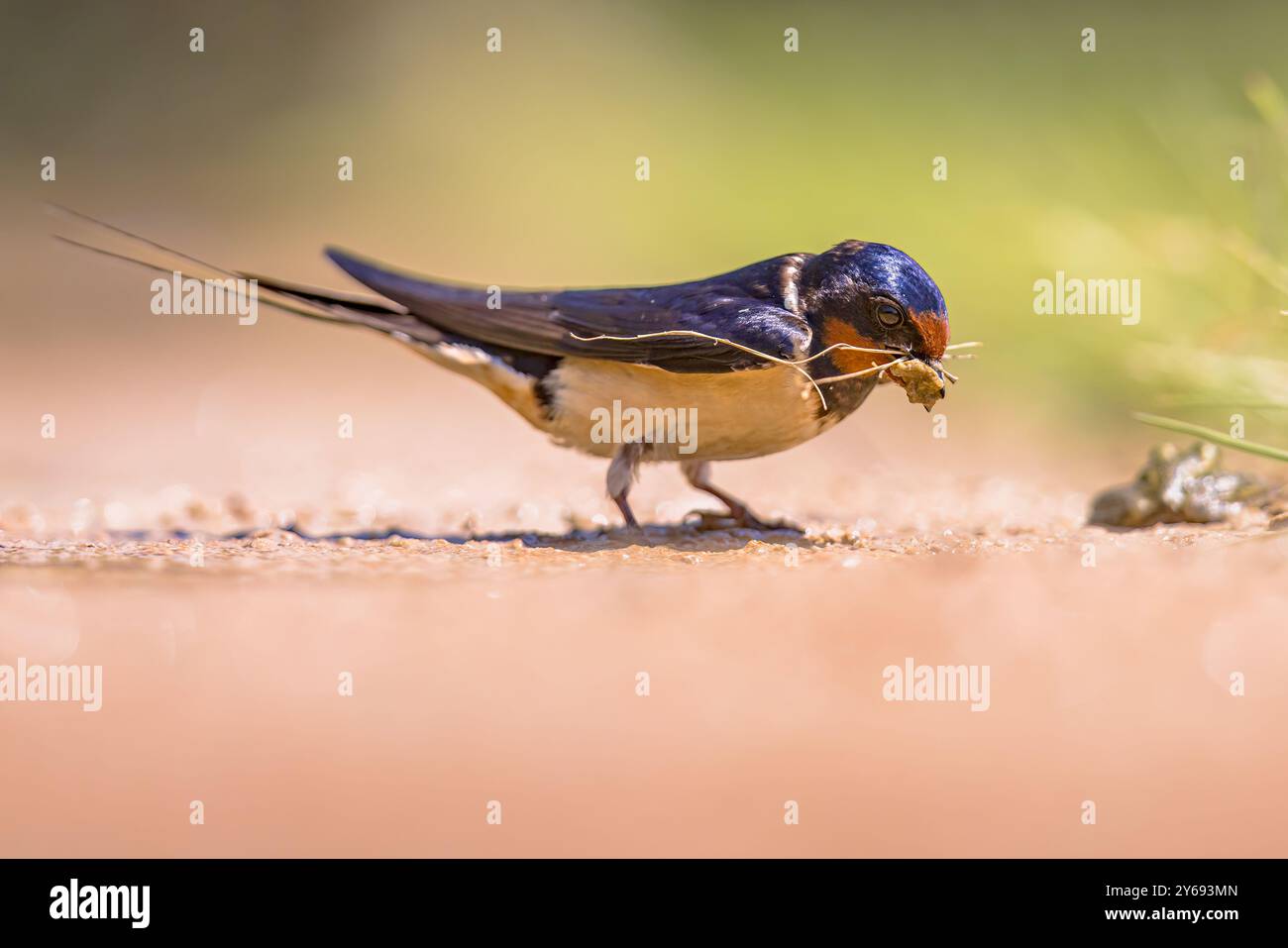 Hirundo rustica (Hirundo rustica) collecte de matériaux de construction pour le nid. Avalez prendre de la boue pour la construction du nid. Scène animalière de la nature en Europe. Banque D'Images