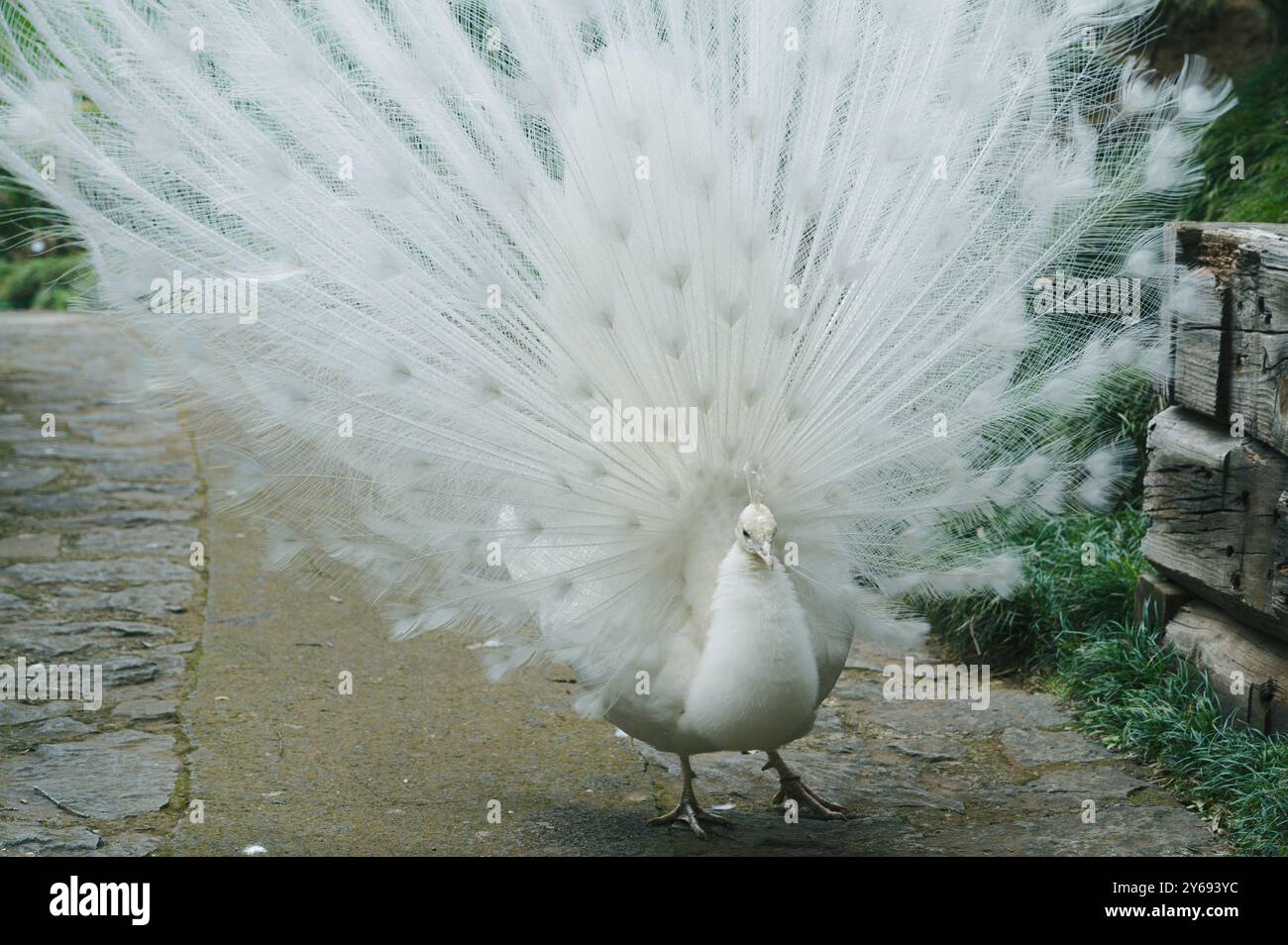 Paon blanc en plein affichage de plumes sur un chemin de jardin, monte Palace Banque D'Images