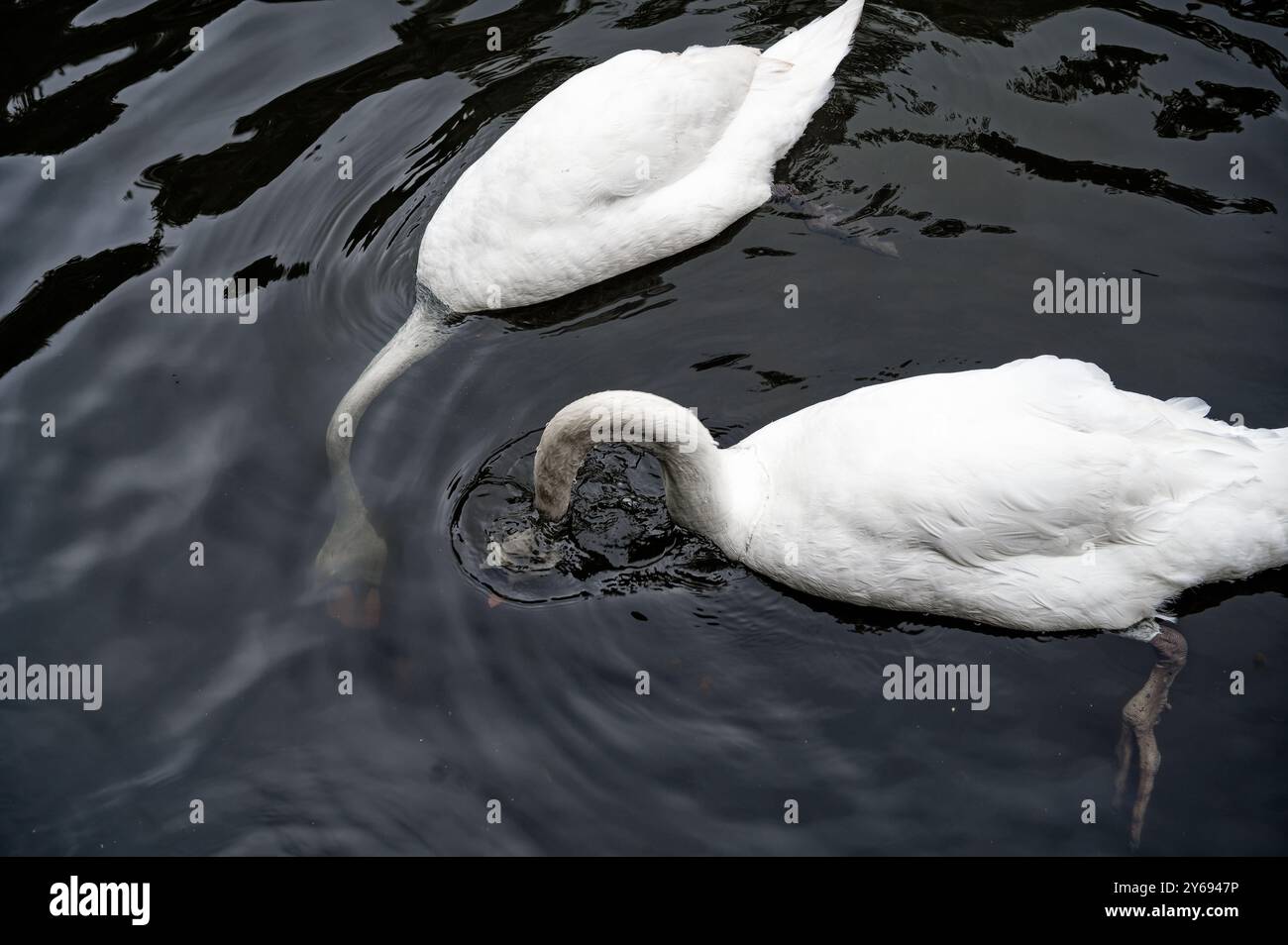 deux cygnes gracieux se nourrissant dans des eaux calmes Banque D'Images deux cygnes gracieux se nourrissant dans des eaux calmes Banque D'Images