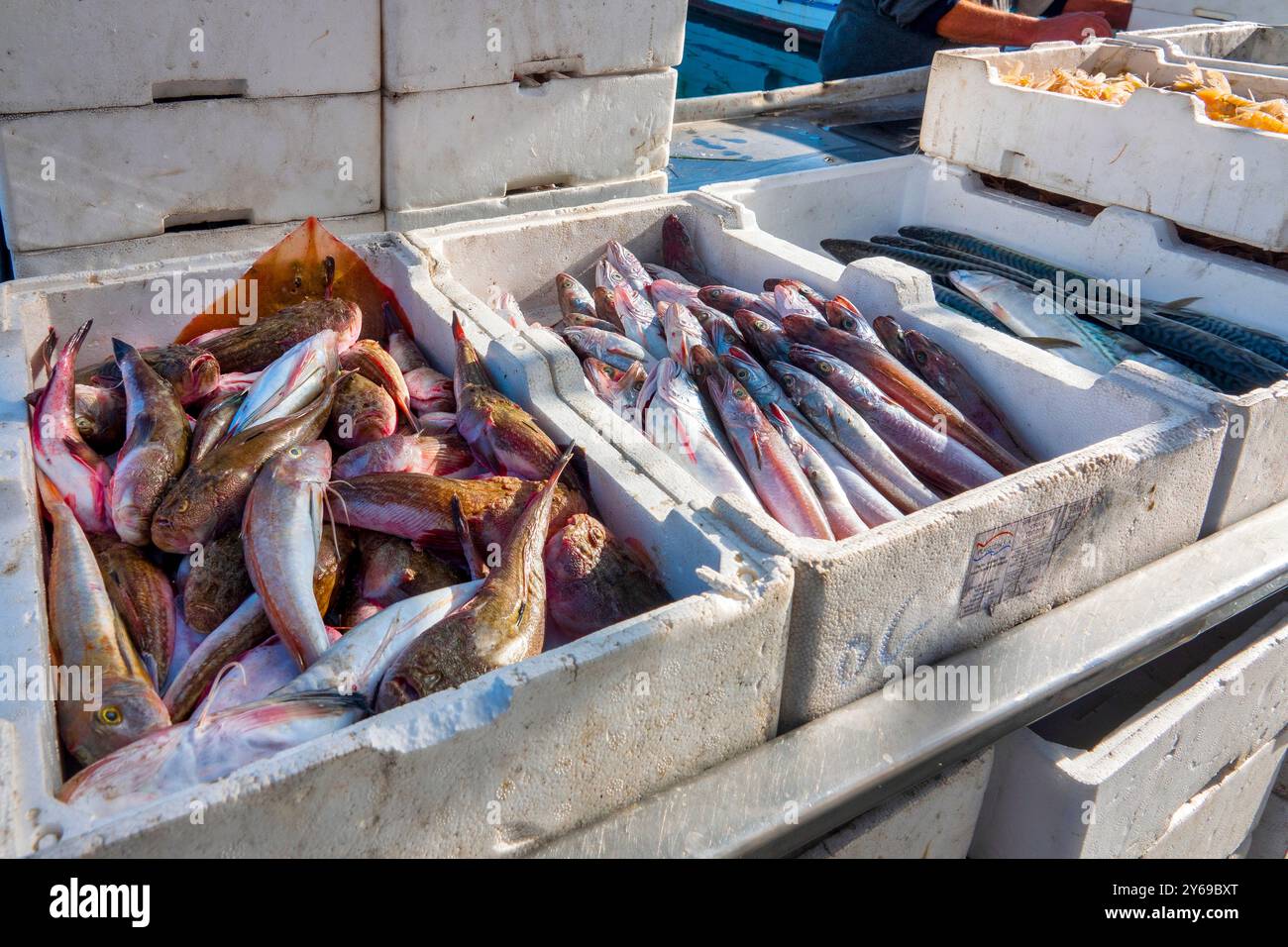 Poisson frais à vendre au Porto di Trani, Italie Banque D'Images