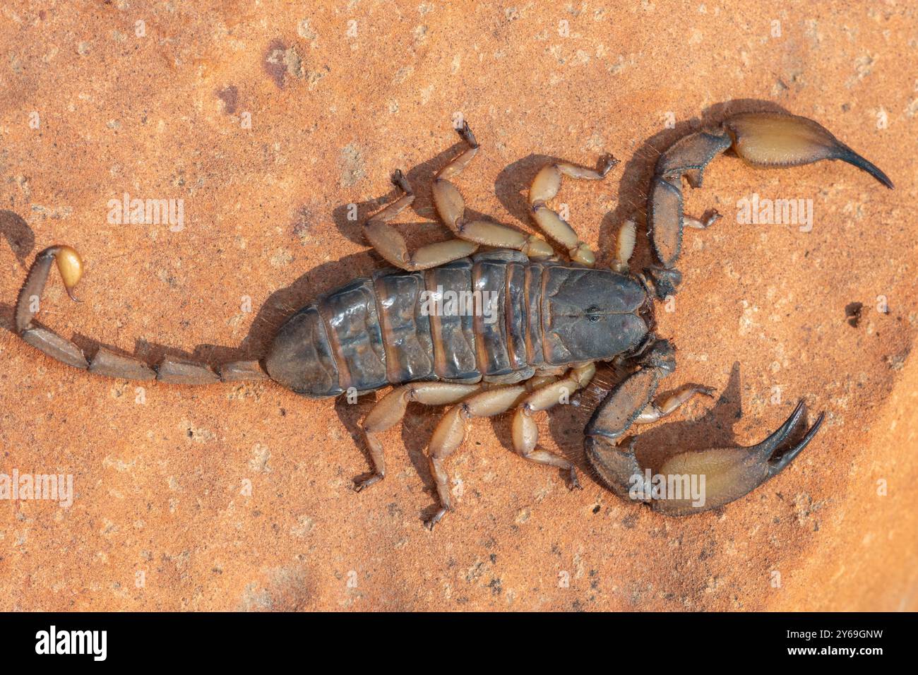 Photo ci-dessus d'un beau scorpion de roche plate (Hadogenes trichiurus pallidus) Banque D'Images