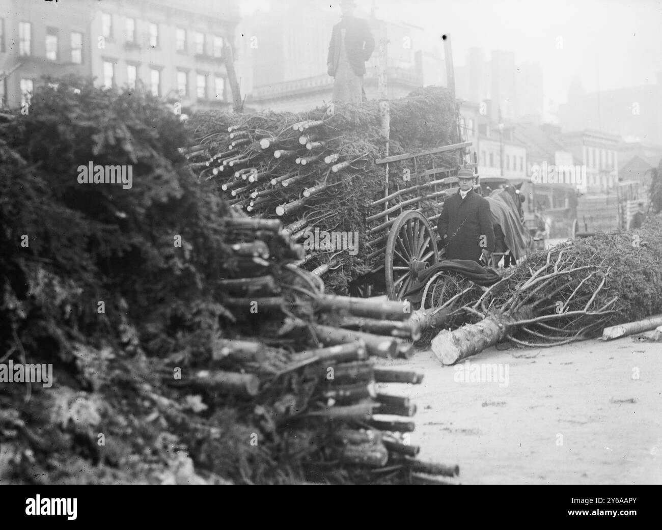 Arbres de Noël, négatifs en verre, 1 négatif : verre ; ou plus petit. Banque D'Images