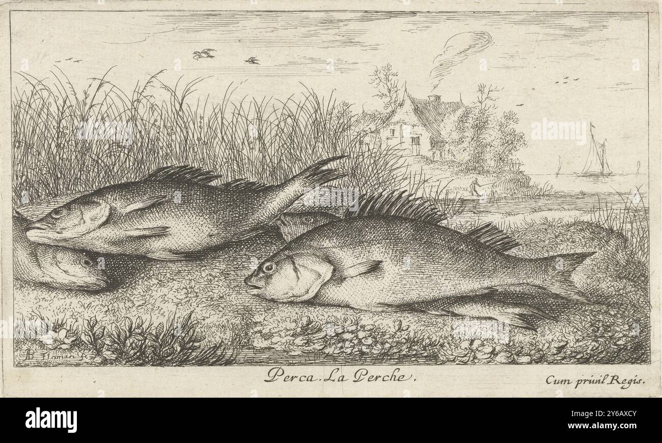 Quatre basses sur une rive, Perca. La Perche. (Titre sur objet), poissons et autres animaux marins - première série d'eau douce (titre de la série), diverses Especes de poissons d'eau douce (titre de la série), quatre bars reposent sur l'herbe d'une rive. Une maison en arrière-plan., estampe, imprimeur : Albert Flamen, (mentionné sur l'objet), éditeur : Jacques van Merlen, Lodewijk XIV (koning van Frankrijk), (mentionné sur l'objet), éditeur : Paris, France, 1664, papier, gravure, hauteur, 103 mm × largeur, 170 mm Banque D'Images