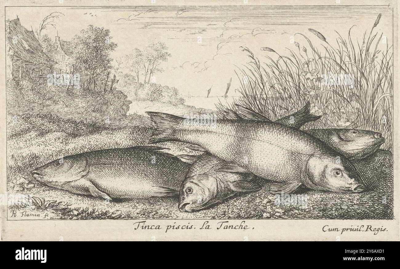 Quatre tanches sur une rive, Tinca piscis. La Tanche. (Titre sur objet), poissons et autres animaux marins - première série d'eau douce (titre de la série), diverses Especes de poissons d'eau douce (titre de la série), quatre tanches sur l'herbe d'une berge. Deux maisons en arrière-plan., imprimerie, imprimeur : Albert Flamen, (mentionné sur l'objet), éditeur : Jacques van Merlen, Lodewijk XIV (koning van Frankrijk), (mentionné sur l'objet), imprimeur : Paris, éditeur : Paris, France, 1664, papier, gravure, hauteur, 104 mm × largeur, 170 mm Banque D'Images