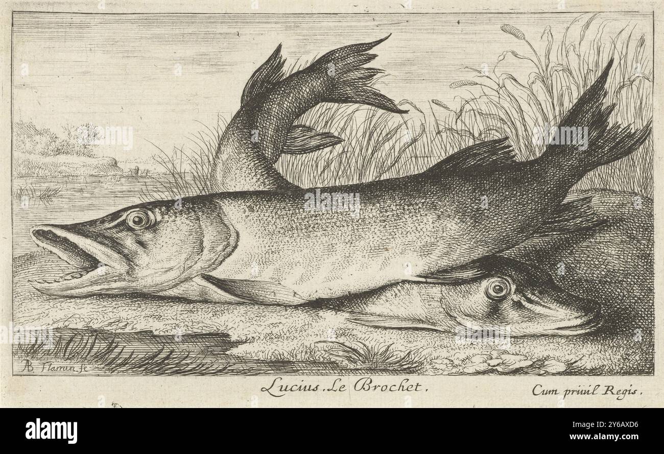 Deux brochets sur une rive, Lucius. Le Brochet. (Titre sur l'objet), poissons et autres animaux marins - première série (titre de la série), diverses Especes de poissons d'eau douce (titre de la série), estampe, imprimeur : Albert Flamen, (mentionné sur l'objet), éditeur : Jacques van Merlen, Lodewijk XIV (koning van Frankrijk), (mentionné sur l'objet), imprimeur : Paris, éditeur : Paris, France, 1664, papier, gravure, hauteur, 106 mm × largeur, 173 mm Banque D'Images