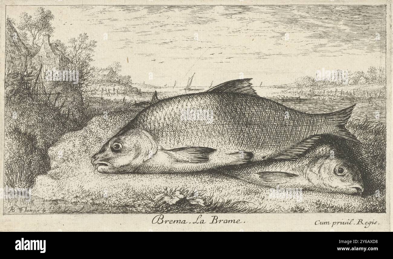 Deux brèmes sur une rive, Brema. La brame. (Titre sur objet), poissons et autres animaux marins - première série d'eau douce (titre de la série), diverses Especes de poissons d'eau douce (titre de la série), deux brèmes sur l'herbe d'une rive. Quelques maisons en arrière-plan., imprimerie, imprimeur : Albert Flamen, (mentionné sur l'objet), éditeur : Jacques van Merlen, Lodewijk XIV (koning van Frankrijk), (mentionné sur l'objet), imprimeur : Paris, éditeur : Paris, France, 1664, papier, gravure, hauteur, 100 mm × largeur, 169 mm Banque D'Images