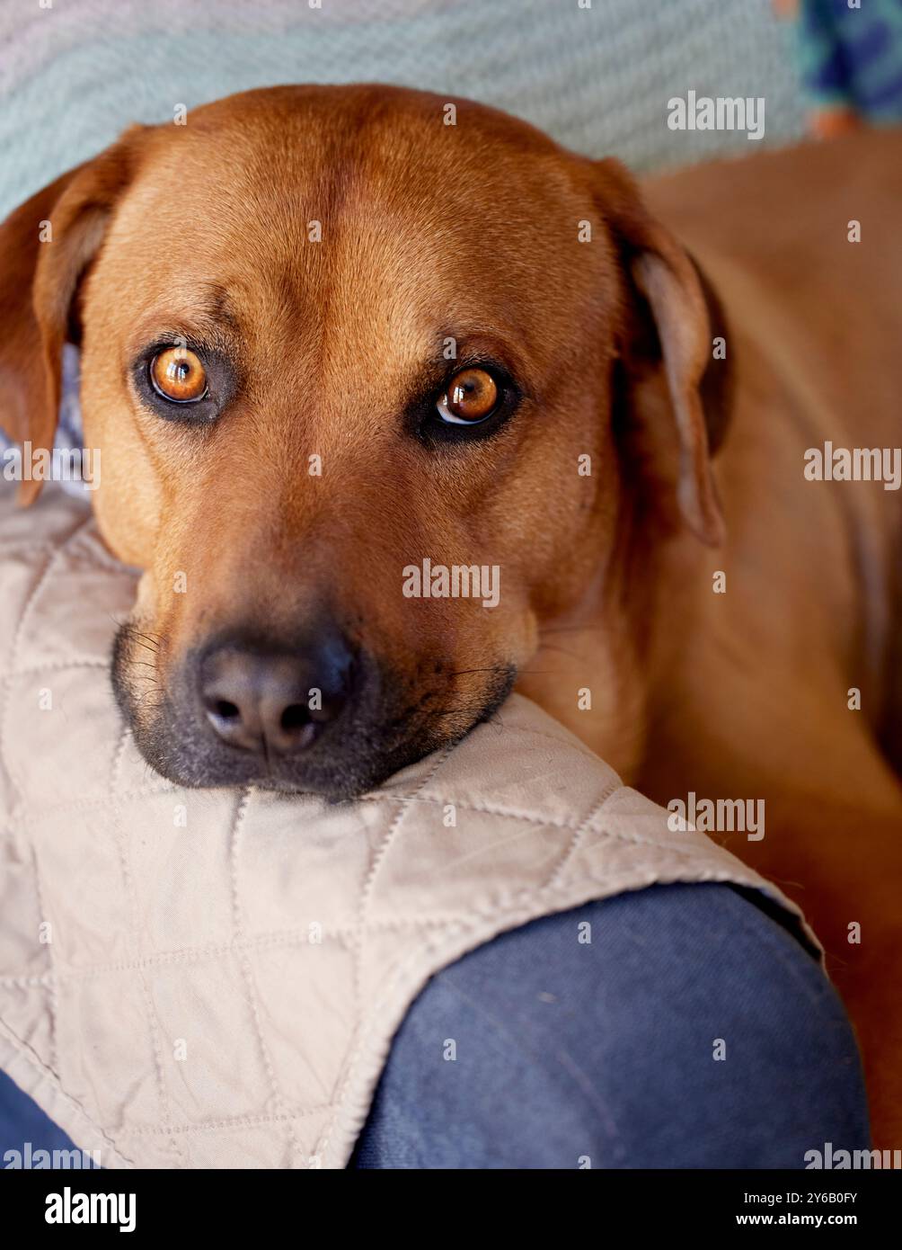 Chien mignon reposant sa tête sur le bras d'une chaise Banque D'Images