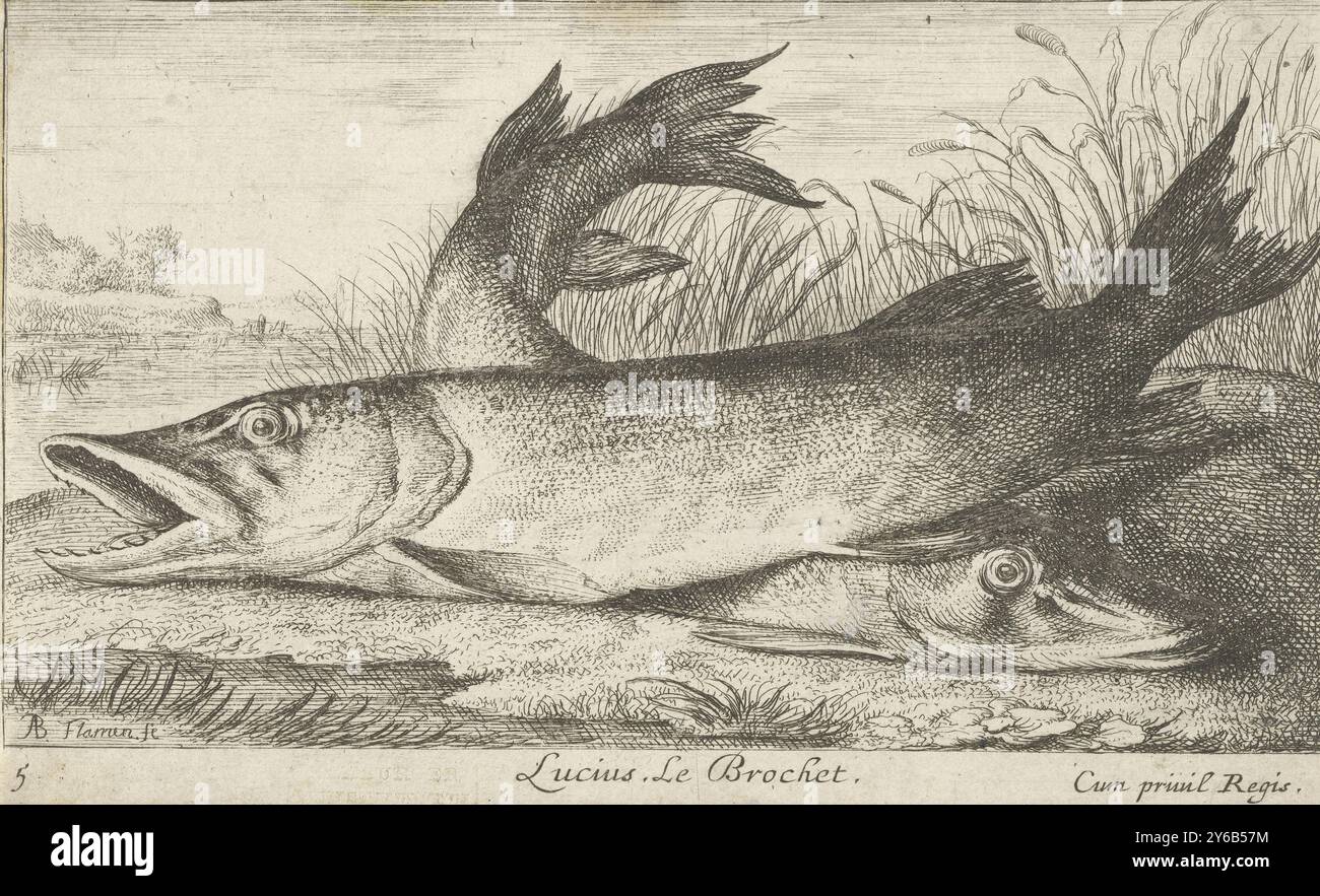 Deux brochets sur une rive, Lucius. Le Brochet. (Titre sur l'objet), poissons et autres animaux marins - première série (titre de la série), diverses Especes de poissons d'eau douce (titre de la série), estampe, imprimeur : Albert Flamen, (mentionné sur l'objet), éditeur : Jacques van Merlen, Lodewijk XIV (koning van Frankrijk), (mentionné sur l'objet), imprimeur : Paris, éditeur : Paris, France, 1664, papier, gravure, hauteur, 104 mm × largeur, 170 mm Banque D'Images